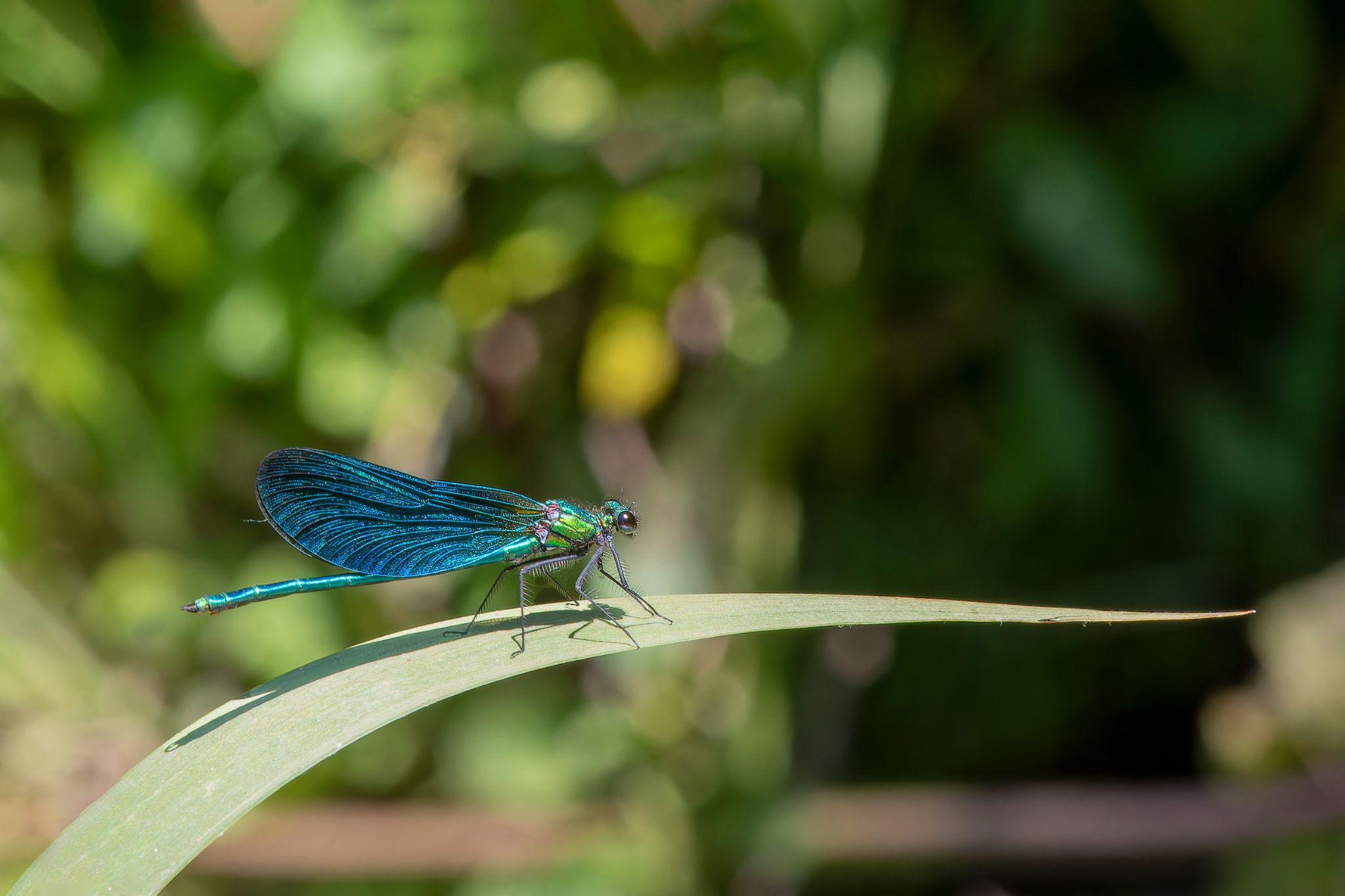 Une robe bleue 12X18 DSC 4369
